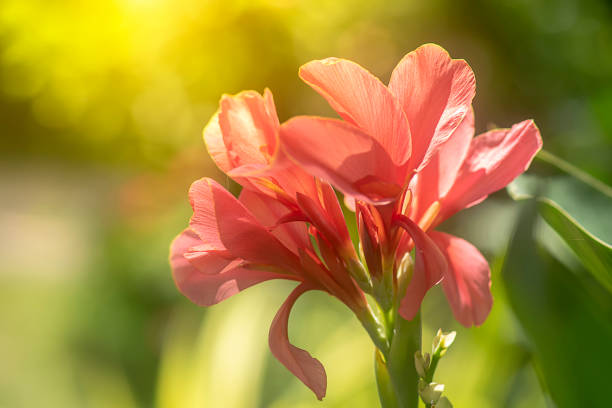 Close up Pink Indian shot flower (Canna indica) with sunlight and blur background.