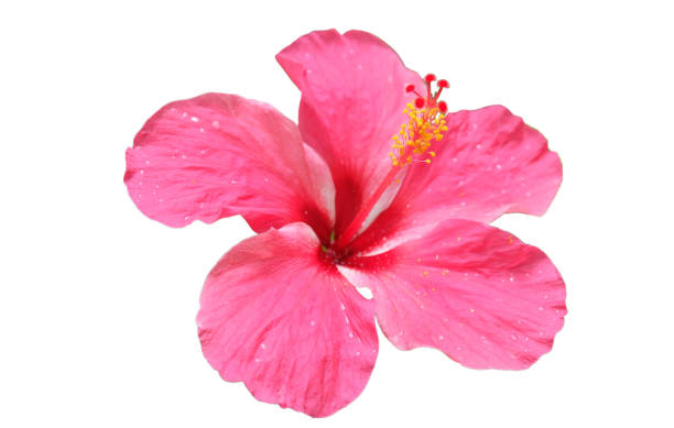 istock isolated​ pink Hibiscus flower on​ white​ background.​ 1263501936