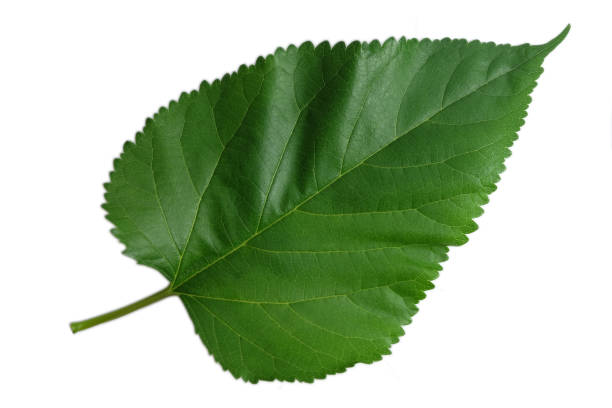 istock isolated Green leaf, Mulberry leaf on white background. 1263501945