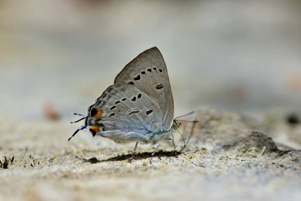 istock Butterfly from the Taiwan 1263502610