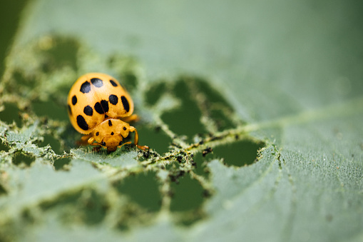 macro of an Asian lady beetle eating a leaf