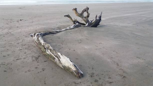 istock Driftwood on the Beach 2 1263508783