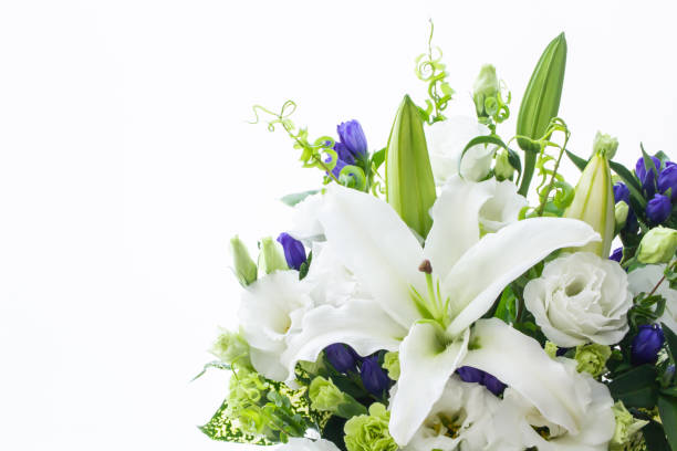 fiore di giglio bianco - necrologio immagine foto e immagini stock