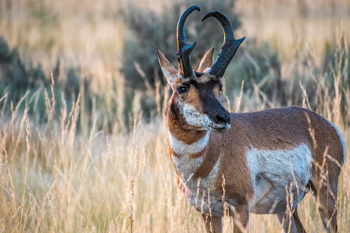 Artiodactyl mammal chilling in green pasture of the preserve park