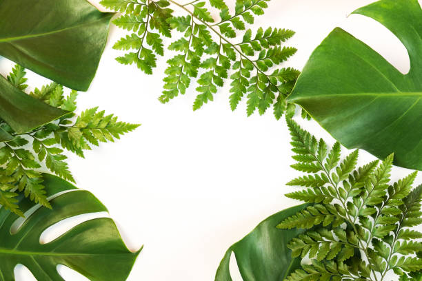 istock Monstera and fern leafs lay on white background. 1263511268