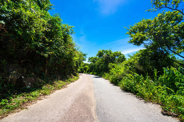 istock Footpath in forest park at Hong Kong 1263512501