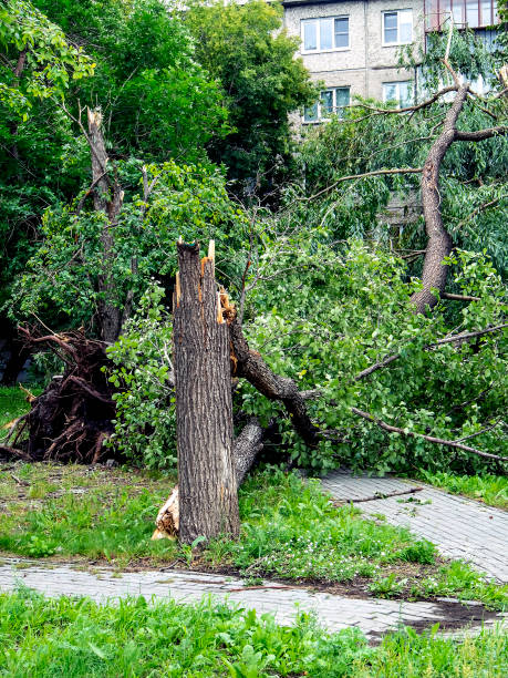 istock trunk of a broken tree during a strong wind in the city 1263514424