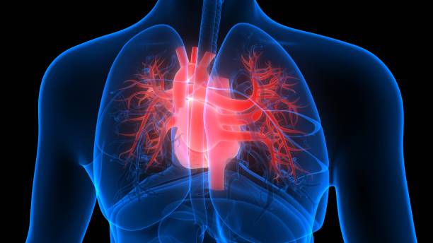 istock Human Circulatory System Heart Anatomy 1263515277