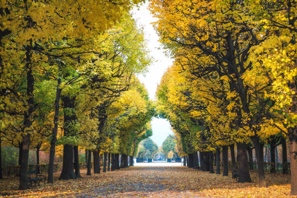 Idyllic footpath under Autumn colored trees in a city park.