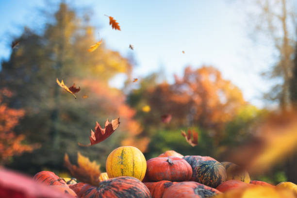 hermoso día de otoño - squash pumpkin orange japanese fall foliage fotografías e imágenes de stock