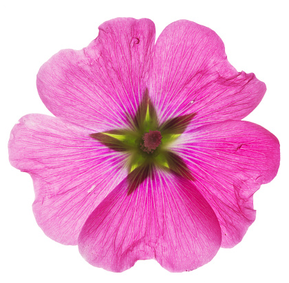 Stockrose flower isolated on white background
