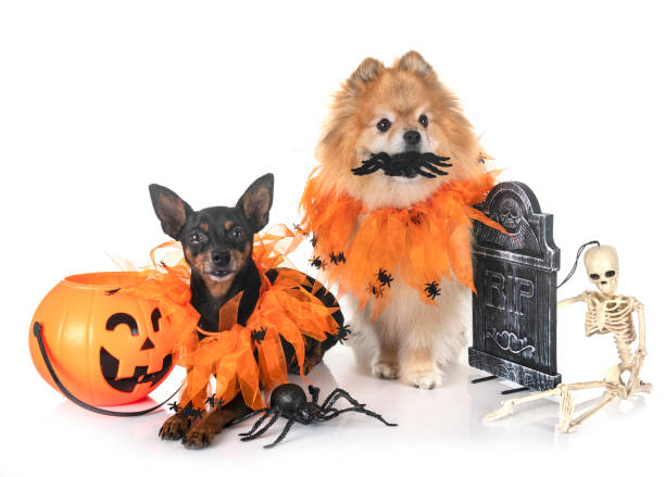 istock miniature pinscher and spitz 1263518223