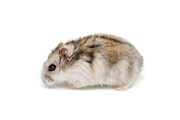 istock Syrian hamster on a white background . Small Jungar hamster on a white background 1263521041