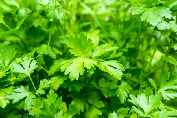istock Green coriander leaves vegetable for food ingredients 1263522698