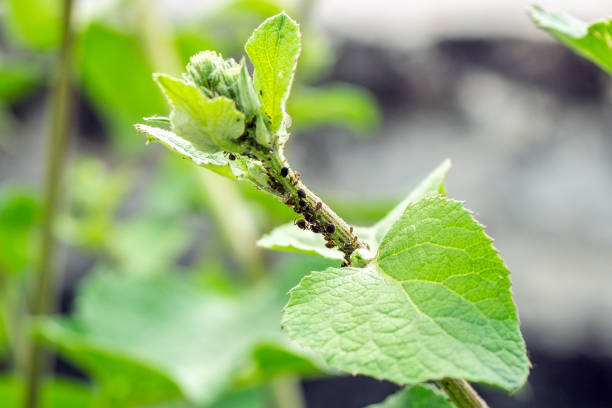 많은 검은 진딧물이 식물을 공격합니다. 자연에서 유해한 해충의 매크로 사진 - black bean aphid 뉴스 사진 이미지