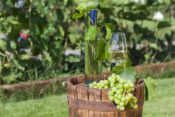 istock White wine on wooden vintage barrel with grape plantation 1263522880