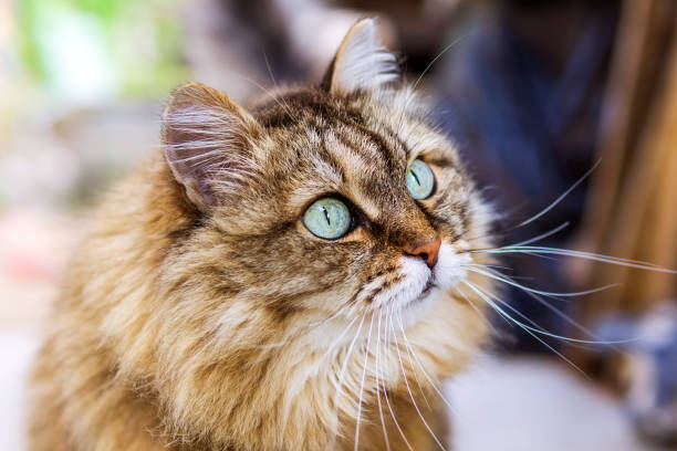 Portrait of cute siberian cat with green eyes. Copy space, close up, background. Adorable domestic pet concept. Cat face close up. The cat is watching the prey. Cat hair. Bokeh siberian cat photos stock pictures, royalty-free photos & images