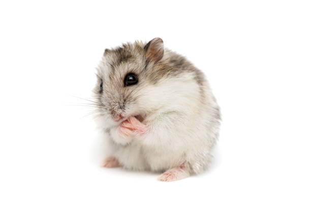 istock Syrian hamster on a white background . Small Jungar hamster on a white background 1263524190