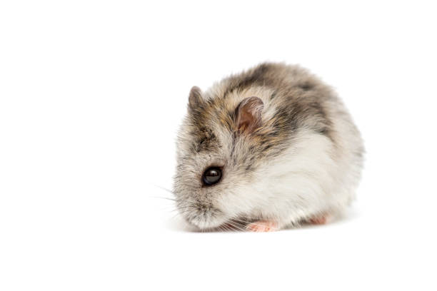 istock Syrian hamster on a white background . Small Jungar hamster on a white background 1263524242