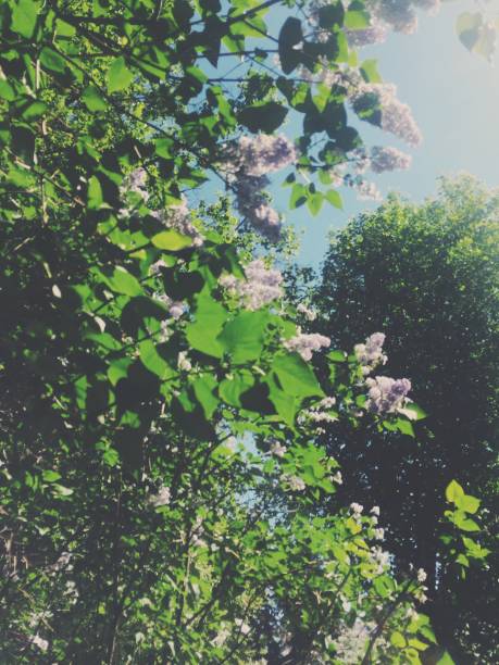 istock Flowers and plants,magic forest and trees,natural backgrounds 1263524410