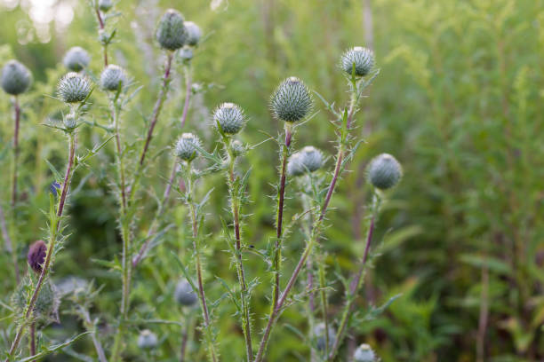 istock Cirsium vulgare,  spear thistle flowers macro selective focus 1263524462