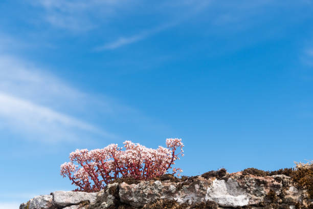 Beautiful White stonecrop close up by a blue sky