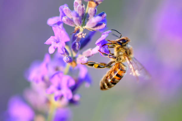 istock Bee pollinates the lavender flowers. Plant decay with insects 1263525302