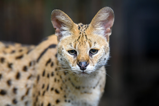 Close young serval cat (Felis serval) portrait