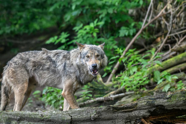 istock Gray wolf, Canis lupus, in the summer light, in the forest 1263525325