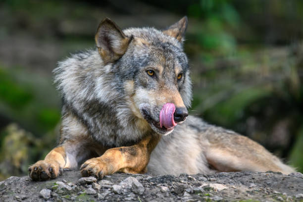 istock Gray wolf, Canis lupus, in the summer light, in the forest 1263525329