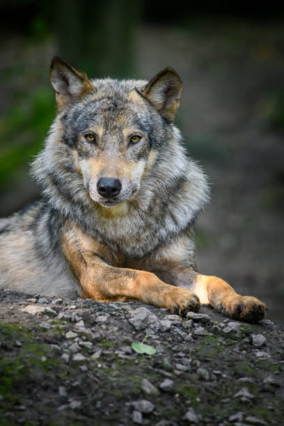 istock Gray wolf, Canis lupus, in the summer light, in the forest 1263525332