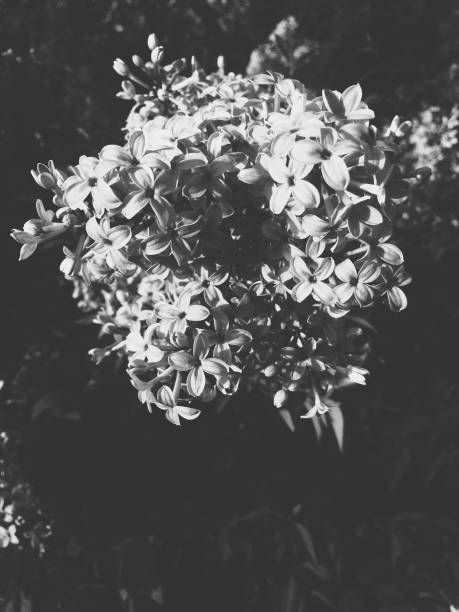 istock Flowers and plants,magic forest and trees,natural backgrounds 1263525414