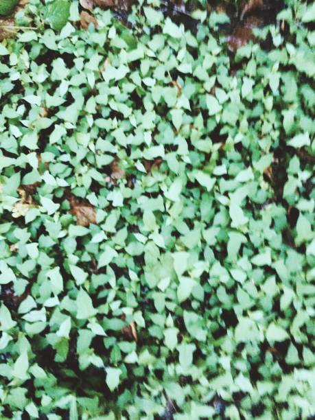 istock Flowers and plants,magic forest and trees,natural backgrounds 1263525421