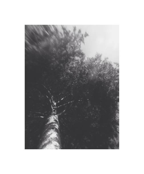 istock Flowers and plants,magic forest and trees,natural backgrounds 1263525454