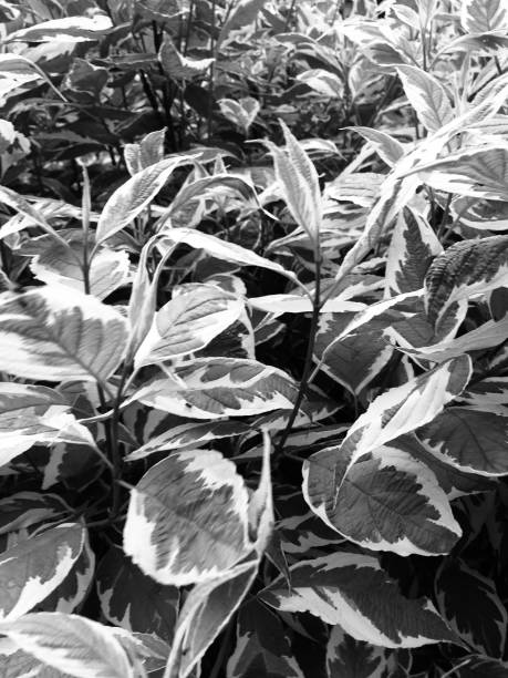 istock Flowers and plants,magic forest and trees,natural backgrounds 1263525479