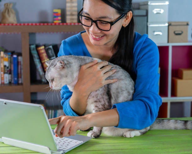 retrato mulher com gato e olhando laptop para bate-papo por chamada de vídeo - domestic cat computer laptop kitten - fotografias e filmes do acervo