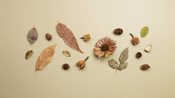 istock Autumn dry leaves on khaki brown background. flat lay, top view, copy space 1263527529