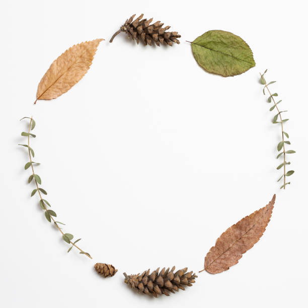 istock Autumn dry leaves on white background. flat lay, top view, copy space 1263527551