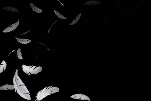 istock Group of a white feathers bird floating in the dark. feather abstract on black background. 1263528488