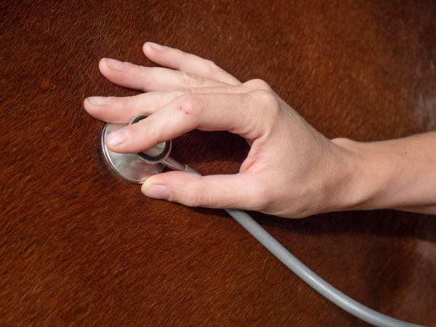 istock Veterinarian examining horse breathing with stethoscope 1263529072