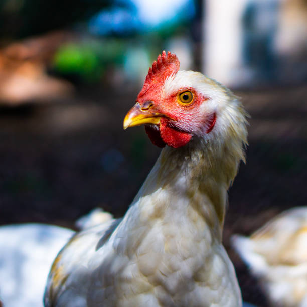 istock Rooster's head turning to the left side 1263529149