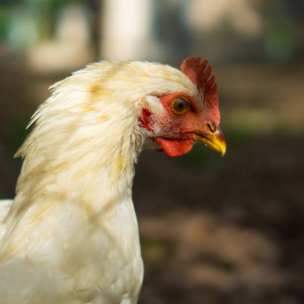 istock Rooster's head turning to right side 1263529186