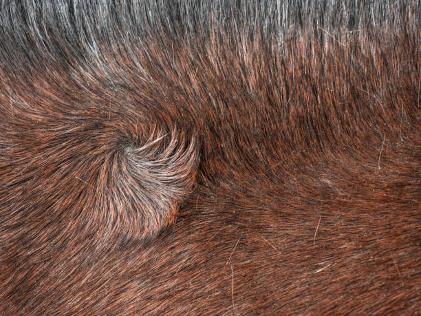 Swirl in horse fur. A typical distinguishing atribut determining the quality and value of an individual breed.