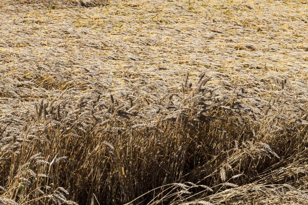 istock agriculture in the region 1263532816