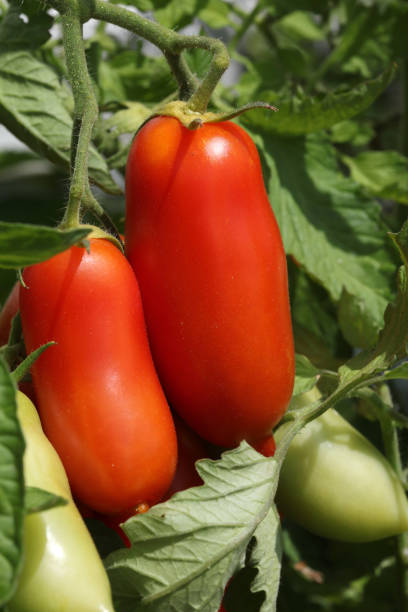 산 마르자노 토마토 에 더 익은 에 야채 정원에서 - san marzano tomato 뉴스 사진 이미지