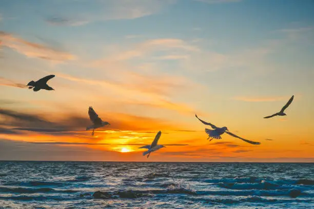 Photo of Seagulls in flight over sea at sunset - beautiful frozen motion with copy space