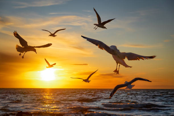 istock Seagulls mid-flight over water at sunset - beautiful frozen motion 1263535070
