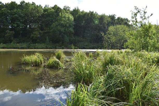 istock Swamp passes into the lake 1263536659