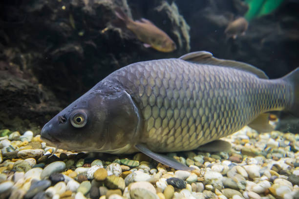 istock Freshwater fish carp swim in aquarium 1263537515