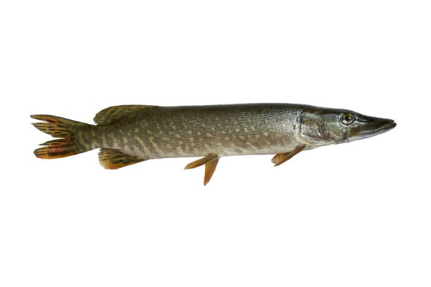 istock Fresh pike fish on white background isolated 1263540758